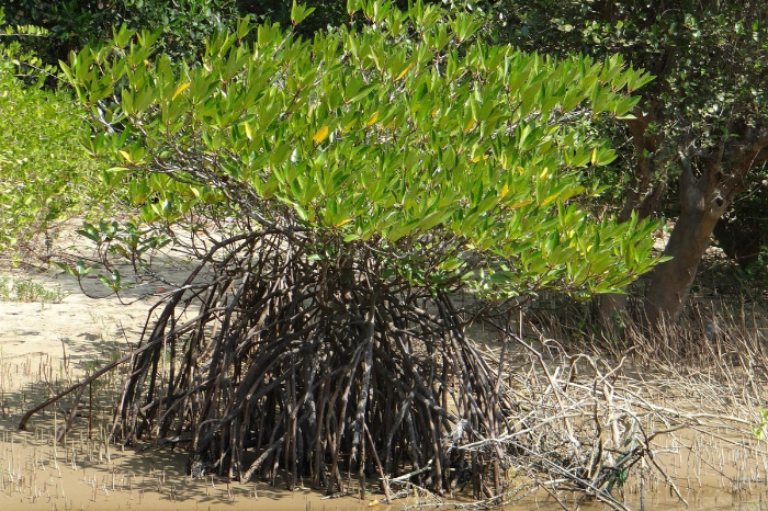 Metode HU mengurangi dampak gelombang tinggi setengahnya