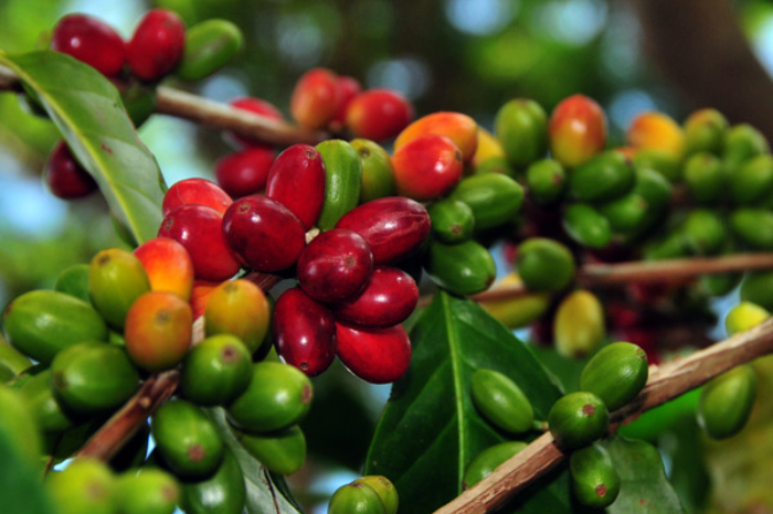 Produksi kopi Gayo menurun akibat perubahan iklim. Petani terapkan pertanian berkelanjutan untuk menjaga kualitas dan hasil panen.