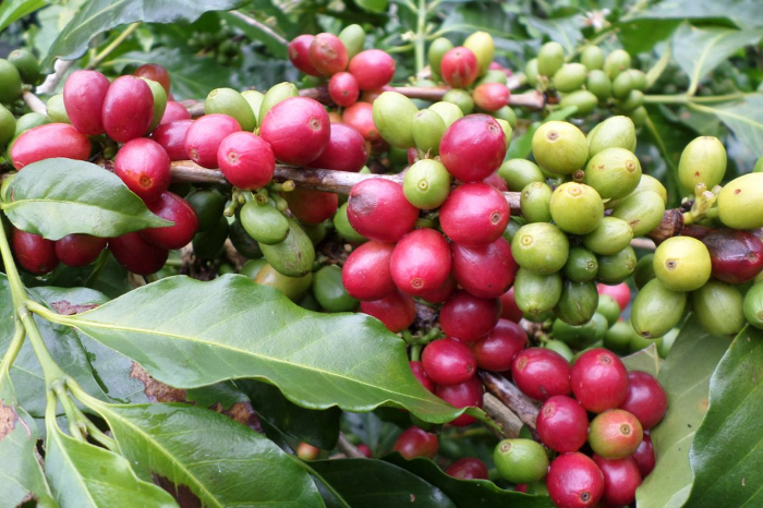 Biji kopi Gayo berwarna merah cerah yang telah matang dan siap dipanen di perkebunan dataran tinggi Aceh Tengah